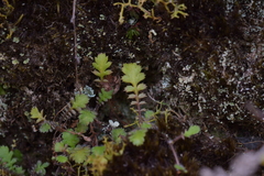 Leptinella squalida