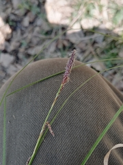 Carex pediformis macroura