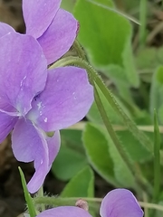 Viola collina