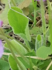 Viola collina
