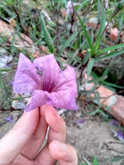 Ruellia simplex