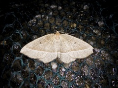 Rhynchobapta cervinaria