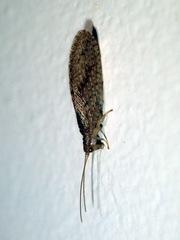 Micromus tasmaniae