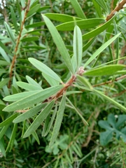 Melaleuca