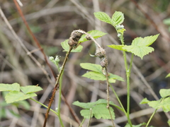 Lasioptera rubi