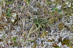 Aciphylla squarrosa squarrosa