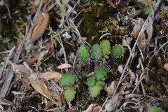 Leptinella squalida