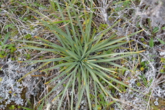 Aciphylla squarrosa squarrosa