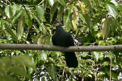 Columba vitiensis