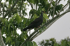 Columba vitiensis