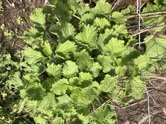 Marrubieae
