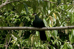 Columba vitiensis