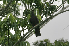 Columba vitiensis