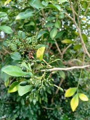 Murraya paniculata