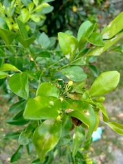 Murraya paniculata