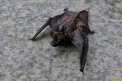 Pipistrellus pipistrellus
