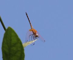 Trithemis arteriosa