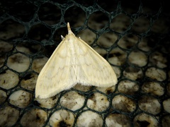 Paratalanta pandalis