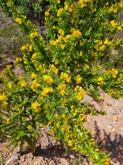 Aspalathus astroites