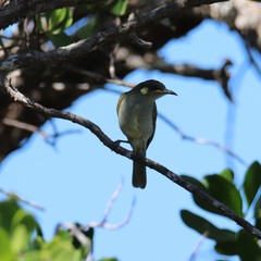 Microptilotis gracilis