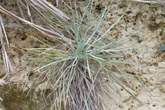 Aciphylla squarrosa squarrosa