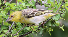 Ploceus cucullatus spilonotus