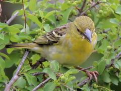 Ploceus cucullatus spilonotus