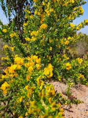 Aspalathus astroites