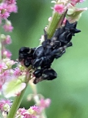 Cyclosa octotuberculata