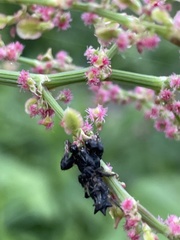 Cyclosa octotuberculata