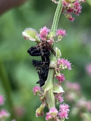 Cyclosa octotuberculata