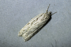 Stenoptena icmaea