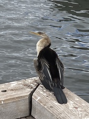 Anhinga novaehollandiae