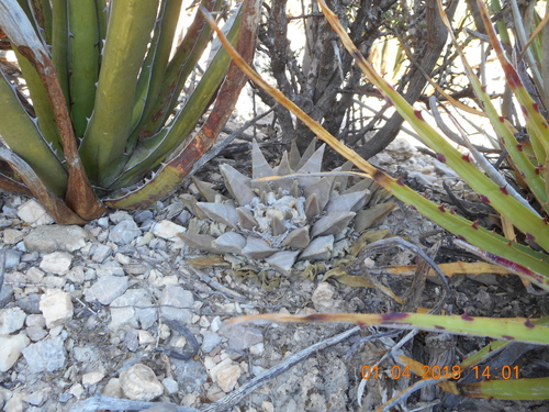 Ariocarpus retusus
