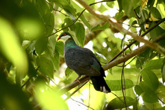 Columba vitiensis