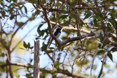 Myiagra cyanoleuca
