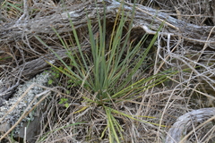 Aciphylla squarrosa squarrosa