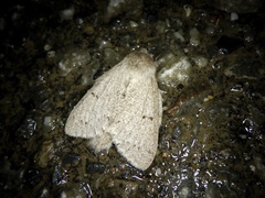 Cnethodonta grisescens