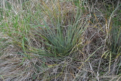 Aciphylla squarrosa squarrosa