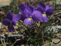 Viola bertolonii