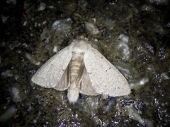 Cnethodonta grisescens