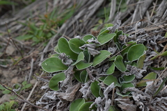 Craspedia uniflora maritima