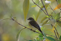 Microeca flavigaster