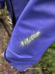 Echinopogon caespitosus