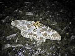 Pogonopygia nigralbata