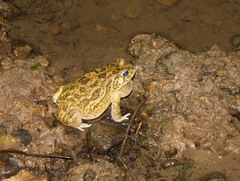 Sclerophrys regularis