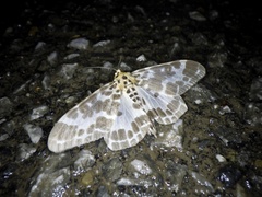 Pogonopygia nigralbata