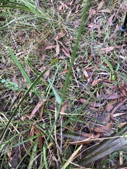 Echinopogon caespitosus