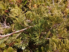Juniperus sabina