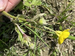 Ranunculus bulbosus aleae